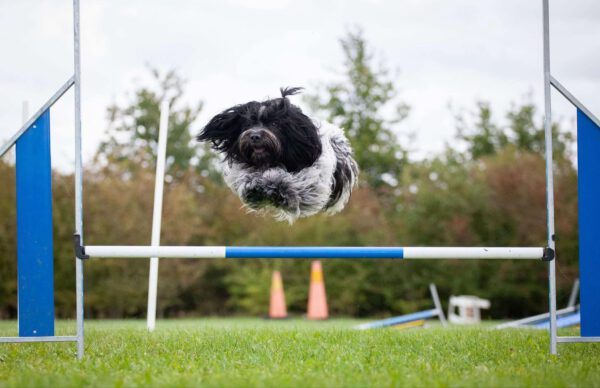 AGILITY - grundkurs