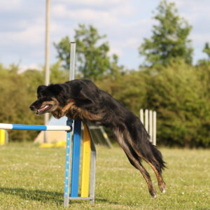 AGILITY - Nybörjarkurs Kombinationer och handling