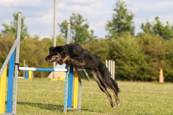 AGILITY - Nybörjarkurs Kombinationer och handling